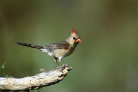 Tom Vezo - Northern Cardinal female perching, Rio Grande Valley, Texas