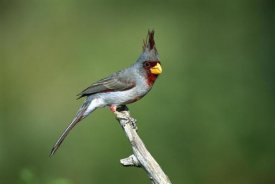 Tom Vezo - Pyrrhuloxia male perching, Rio Grande Valley, Texas