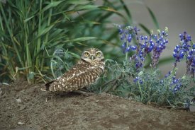 Tom Vezo - Burrowing Owl with lupine, North America
