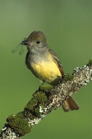 Tom Vezo - Great Crested Flycatcher with insect, Adirondack Mountains, New York