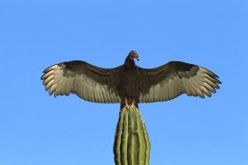 Tom Vezo - Turkey Vulture perching on Cardon cactus, sunning itself, Sonora, Mexico