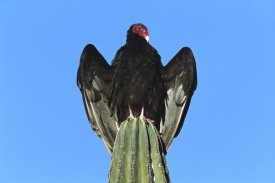 Tom Vezo - Turkey Vulture perching on Cardon cactus, Sonora, Mexico
