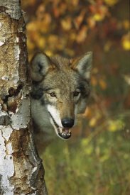 Tom Vezo - Timber Wolf portrait peering out from behind a tree, Teton Valley, Idaho