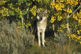 Tom Vezo - Timber Wolf portrait among Aspen trees, Teton Valley, Idaho