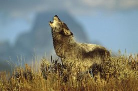 Tom Vezo - Timber Wolf adult howling, Teton Valley, Idaho