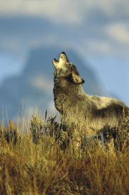 Tom Vezo - Timber Wolf adult howling, Teton Valley, Idaho