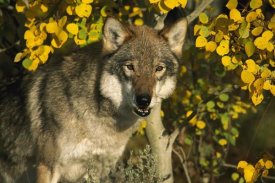 Tom Vezo - Timber Wolf portrait among aspen leaves, Teton Valley, Idaho