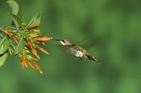 Tom Vezo - Black-chinned Hummingbird female feeding at flower, Green Valley, Arizona
