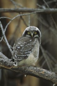 Tom Vezo - Northern Hawk Owl chick, Saskatchewan, Canada