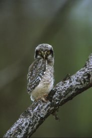 Tom Vezo - Northern Hawk Owl chick, Saskatchewan, Canada
