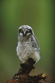 Tom Vezo - Northern Hawk Owl chick portrait, Saskatchewan, Canada