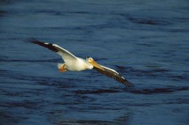 Tom Vezo - American White Pelican flying, Saskatchewan, Canada