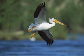Tom Vezo - American White Pelican flying, Saskatchewan, Canada