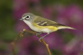 Tom Vezo - Blue-headed Vireo perched on branch, Rio Grande Valley, Texas