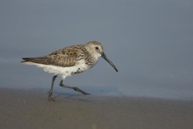 Tom Vezo - Dunlin walking along shoreline, Rio Grande Valley, Texas