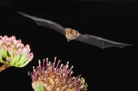 Tom Vezo - Lesser Long-nosed Bat flying at night, North America
