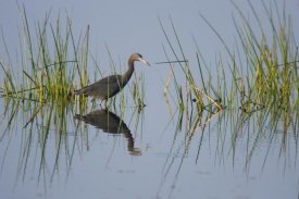 Tom Vezo - Little Blue Heron wading through wetland, Rio Grande Valley, Texas