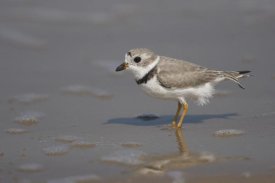 Tom Vezo - Piping Plover wading in shallow water, Rio Grande Valley, Texas