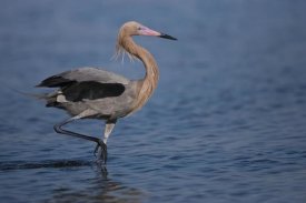 Tom Vezo - Reddish Egret wading through shallow water, Rio Grande Valley, Texas