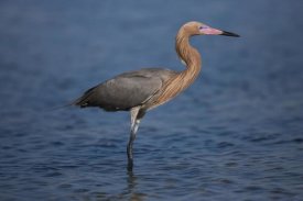 Tom Vezo - Reddish Egret wading through shallow water, Rio Grande Valley, Texas