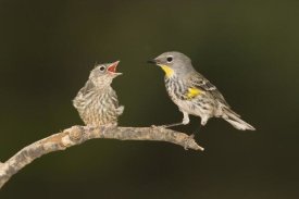 Tom Vezo - Yellow-rumped Warbler chick begging, White Mountains, Arizona