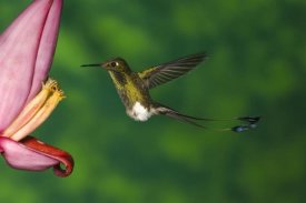 Tom Vezo - Booted Racket-tail hummingbird male, western slope of Andes, Ecuador