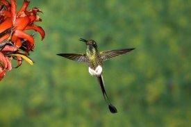 Tom Vezo - Booted Racket-tail hummingbird male, western slope of Andes, Ecuador