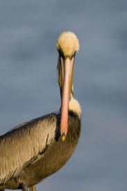 Tom Vezo - Brown Pelican adult portrait, California