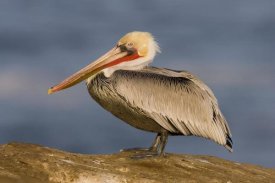 Tom Vezo - Brown Pelican adult, California