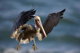 Tom Vezo - Brown Pelican flying, California