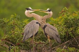 Tom Vezo - Great Blue Heron pair interacting on nest in mangroves, Venice, Florida