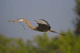 Tom Vezo - Great Blue Heron flying with nesting material, Venice, Florida
