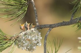 Tom Vezo - Plumbeous Vireo begging in nest, White Mountains, Arizona