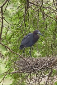 Tom Vezo - Little Blue Heron on nest, Rio Grande Valley, Texas
