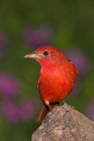 Tom Vezo - Summer Tanager male, Rio Grande Valley, Texas