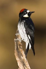 Tom Vezo - Acorn Woodpecker female, Madera Canyon, Arizona