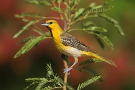 Tom Vezo - Bullock's Oriole juvenile male, Santa Rita Mountains, Arizona