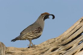 Tom Vezo - Gambel's Quail male, Santa Rita Mountains, Arizona