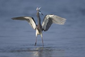 Tom Vezo - Tricolored Heron landing, Rio Grande Valley, Texas