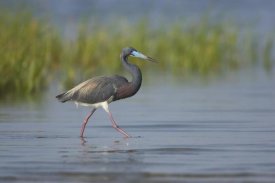 Tom Vezo - Tricolored Heron foraging in wetland, Rio Grande Valley, Texas