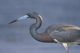 Tom Vezo - Tricolored Heron hunting, Rio Grande Valley, Texas