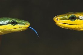Heidi and Hans-Juergen Koch - Colubrid Snakes making initial contact to identify friend, enemy, or prey