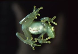 Heidi and Hans-Juergen Koch - Glass Frog, native to Central and South America