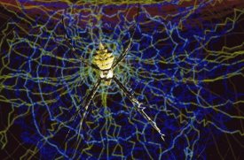 Heidi and Hans-Juergen Koch - Computer simulation of a Spider spinning its web, Denmark