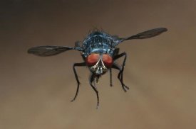Heidi and Hans-Juergen Koch - Blue Bottle Fly flying