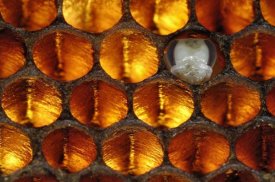 Heidi and Hans-Juergen Koch - Honey Bee brood honeycomb with pupa, Germany
