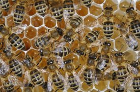 Heidi and Hans-Juergen Koch - Honey Bees on honeycomb filled with honey,  Germany