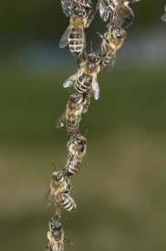 Heidi and Hans-Juergen Koch - Honey Bee chains made to repair honeycomb, Germany