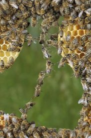 Heidi and Hans-Juergen Koch - Honey Bee chains made to repair honeycomb, Germany