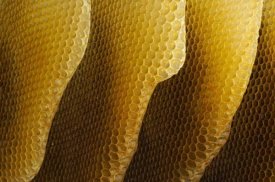 Heidi and Hans-Juergen Koch - Honey Bee honeycombs, Germany